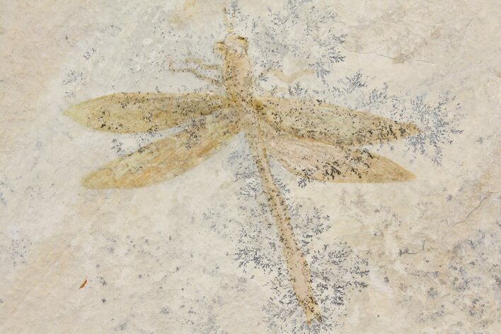 Fossil Dragonfly (Tharsophlebia) - Solnhofen Limestone #157234